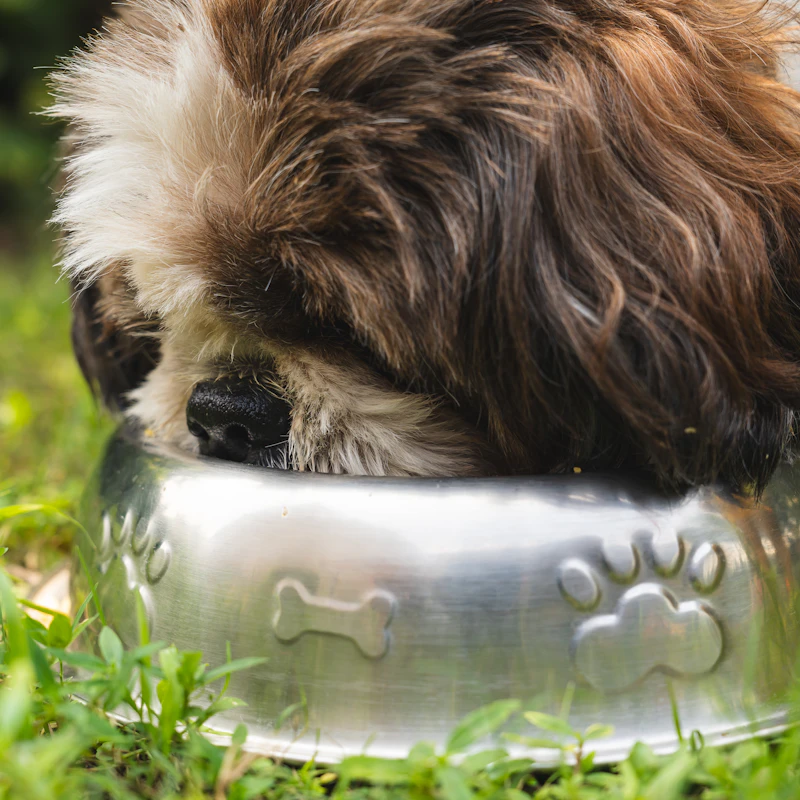 Slow-Feeder Bowl Set β Pet Supplies at Peasley Store